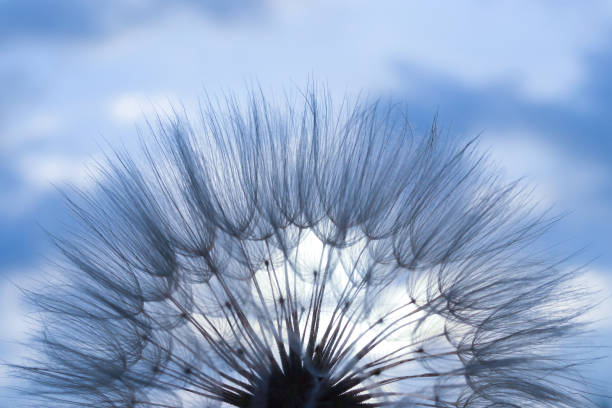 istock Blue dandelion flower background, closeup with soft focus. Fragility. Desktop computer background. Dandelion flower with seeds ball close up in blue background, horizontal view. Silhouette flower 1344542037
