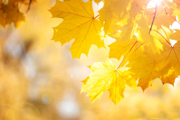 istock Autumn yellow maple leaves on a blurry forest background on a sunny day 1344542068