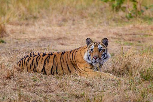 A Bengal Tiger relaxing in the grass of Bandhavgarh, India