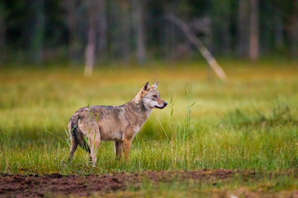 European wolf walking through the long grass of Kuhmo, Finland, Europe European wolf walking through the long grass of Kuhmo, Finland, Europe finnish hound stock pictures, royalty-free photos & images