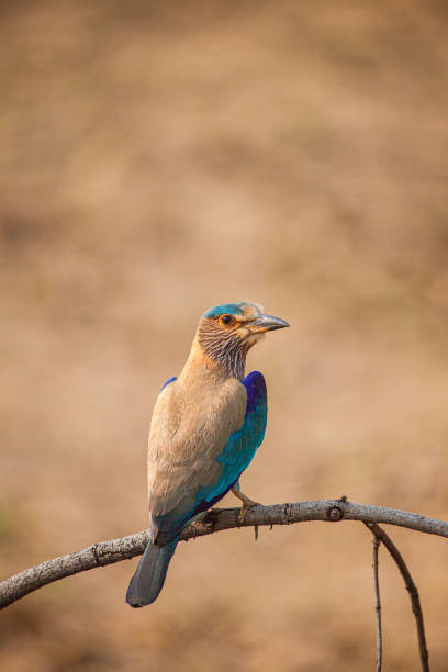 India Roller perched on a branch in the forests of Bandhavgarh, India India Roller perched on a branch in the forests of Bandhavgarh, India coracias benghalensis stock pictures, royalty-free photos & images