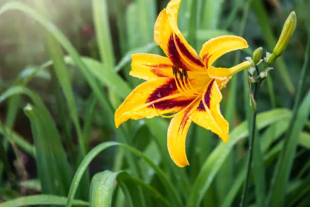 Hemerocallis Bonanza, Bonanza Daylily, perennial tuft forming herb with linear leaves and canary-yellow flowers with deep red throats, with water drops after rain.