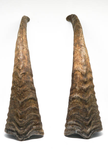 istock Mountain goat horns on a white background 1344543329
