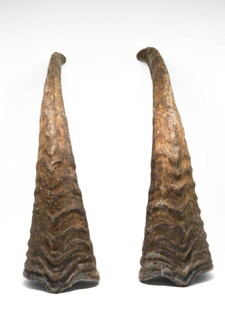 istock Mountain goat horns on a white background 1344543331