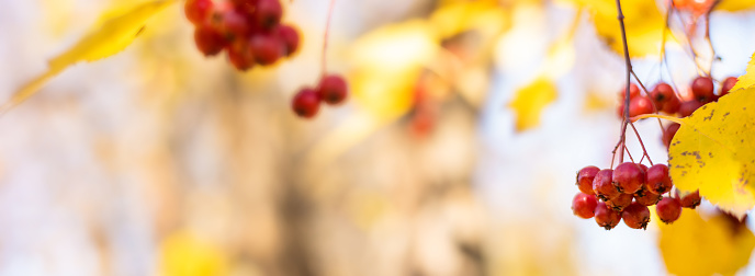 Fresh ripe red berries of hawthorn on branch tree with yellow leaves in sunny day. Autumn harvest. Nature background. Banner with copy space. Selective focus