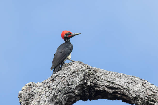 A male White-bellied Woodpecker (Dryocopus javensis) on a trunk