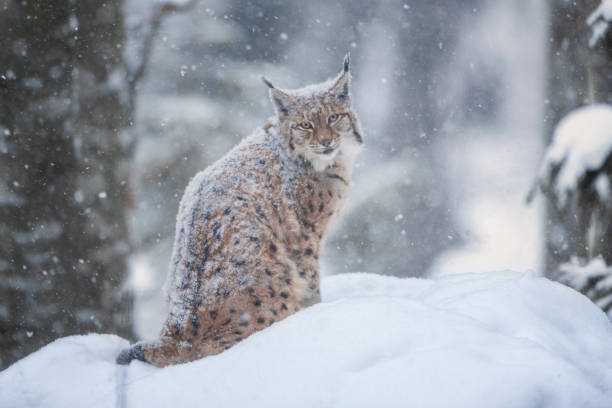 Eurasian Lynx (Lynx lynx) walking on a tree trunk in a natural environment