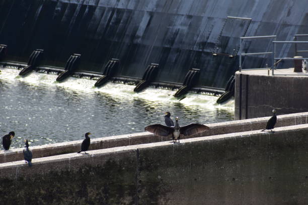 cormorants at the fish stairway