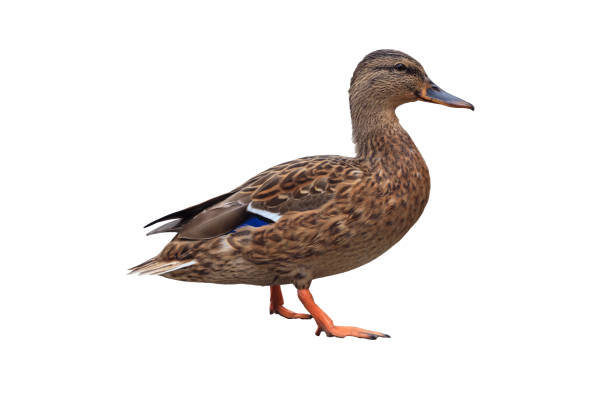 istock Female Mallard Duck on the white background 1344546952