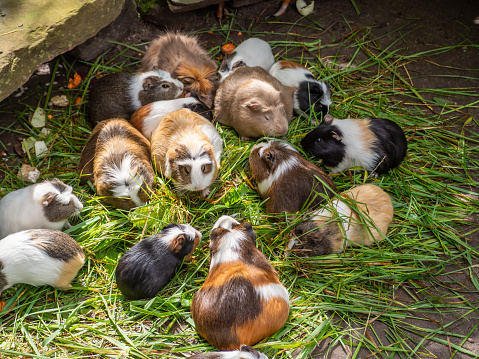 Group of colorful guinea pigs in green grass eating.