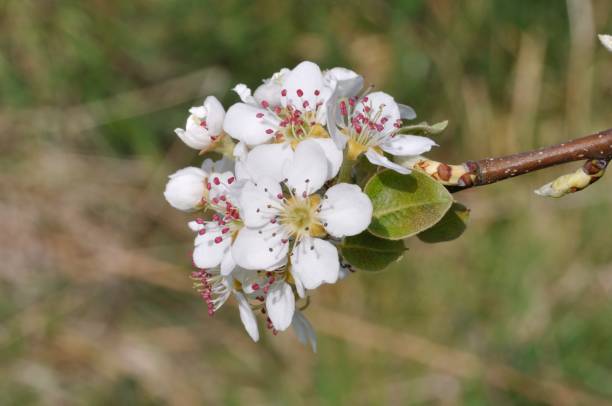 istock pear blossoms in an orchard 1344550578