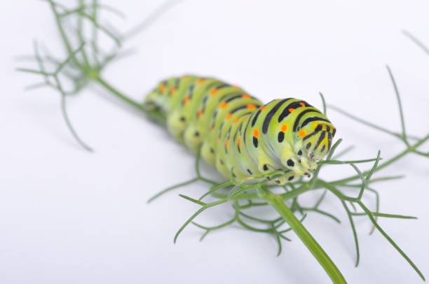 istock Swallowtail caterpillar on a white backgroung 1344550651