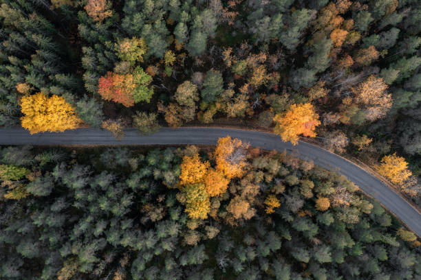 istock A road in a forest with fall foliage of the trees. 1344550821