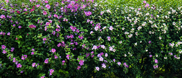 Blossoming hibiscus fence, numerous violet flowers, green foliage