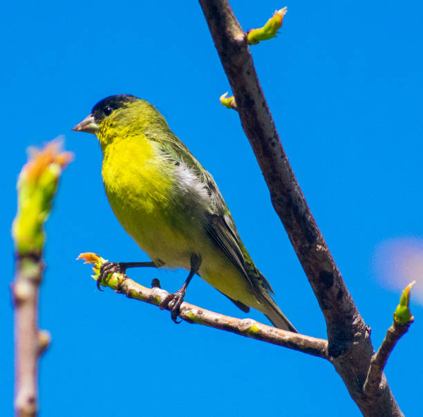 istock American Goldfinch 1344555230