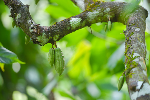 part of the cocoa stalk with the fruit