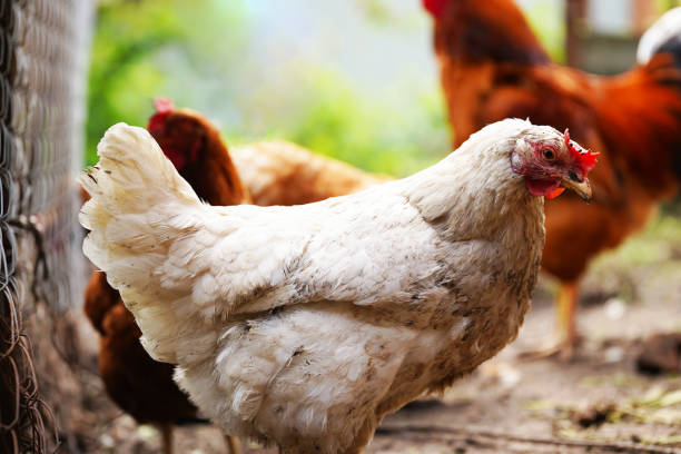 istock A white hen walks in a pen. Chickens search for grain while walking in a paddock on a farm 1344556466