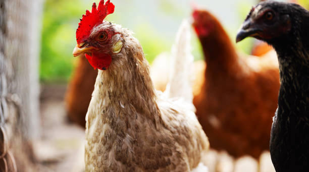 istock A white hen walks in a pen. Chickens search for grain while walking in a paddock on a farm 1344556472