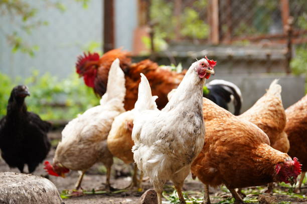 istock A white hen walks in a pen. Chickens search for grain while walking in a paddock on a farm 1344556484