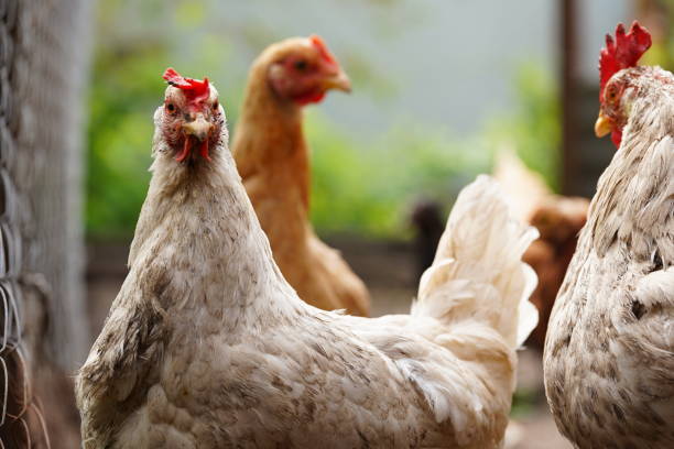 istock A white hen walks in a pen. Chickens search for grain while walking in a paddock on a farm 1344556487