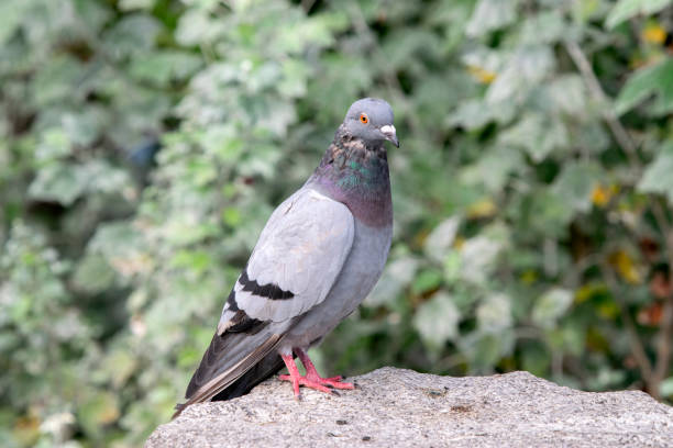 istock Close Up Pigeon On A Stone At Amsterdam The Netherlands 1344559012