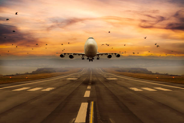 Flock of birds while airplane landing at airport Flock of birds while airplane landing at airport, dangerous situations for airplanes while landing or taking off. airplane crash stock pictures, royalty-free photos & images