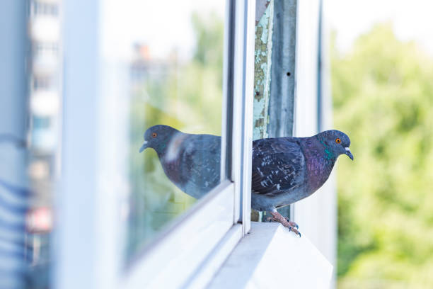 istock The gray city pigeon sits on the window 1344562201