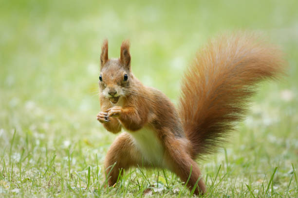Photo of funny squirrel with nut in mouth
