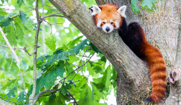 istock Red panda - Ailurus Fulgens - portrait. Cute animal resting lazy on a tree. 1344563102