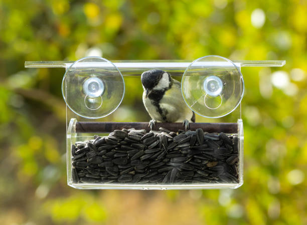 istock Tit eats from a window feeder with sunflower seeds for birds 1344565651
