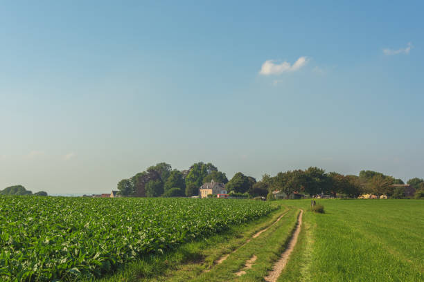 istock Country road between fields with trees and buildings on the horizon under a clear blue sky. 1344567913