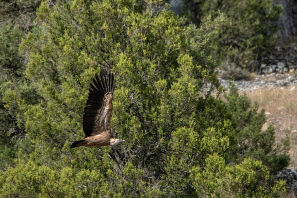 istock Griffon vultures flying close up 1344568801