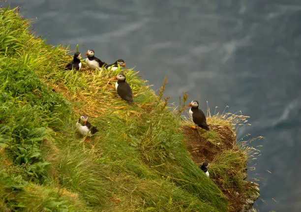 Photo of Puffin colonies in GjÃ³gv (gorge, geo), Eysturoy island, Faroe Islands. Set in a spectacular natural setting with a long ocean gorge and towering cliffs with enormous bird colonies