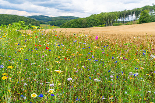 A low angle view of wild flowers