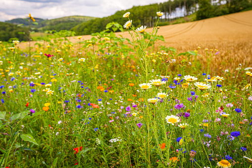 Meadow of wild flowers in Sauerland - Germany