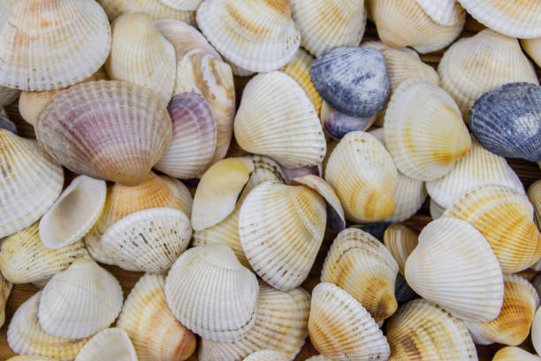 istock Background of the sea shells. Summer vacation concept 1344570004