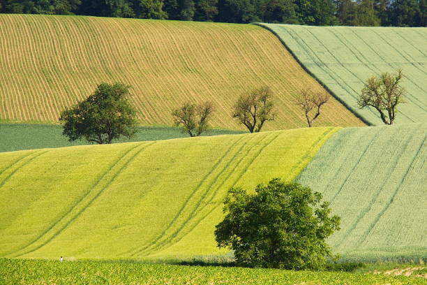 istock Colorful fields in Lower Austria, Austria, Europe 1344570889