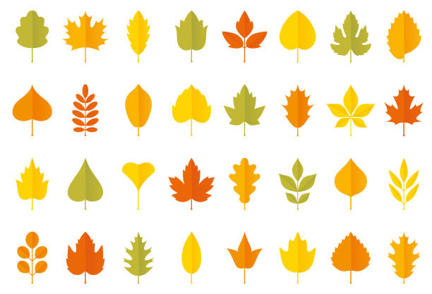 zestaw ikon jesiennych liści - design yellow floral pattern design element stock illustrations