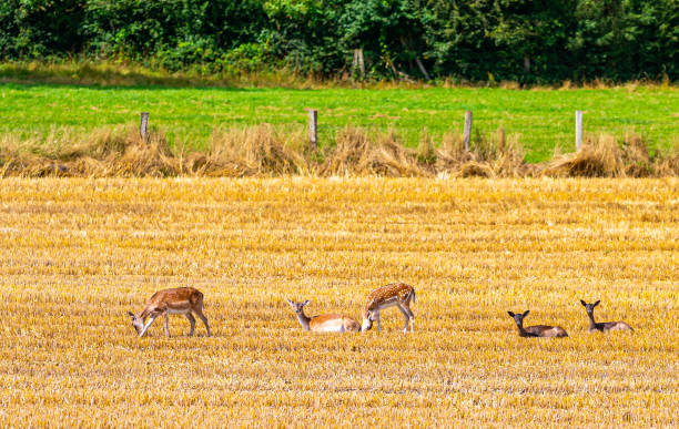 istock A herd of deer on a field 1344572201