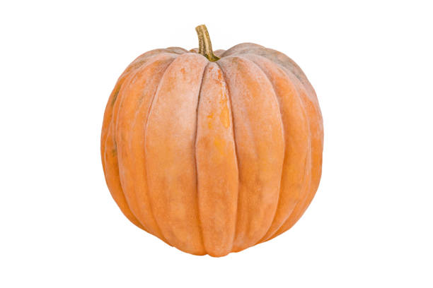 istock Pumpkin isolate. Fresh orange pumpkin isolated on white background. 1344572318