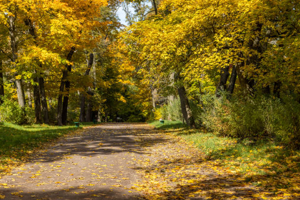 istock autumnal park with yellow maple tress and fallen leaves 1344574471
