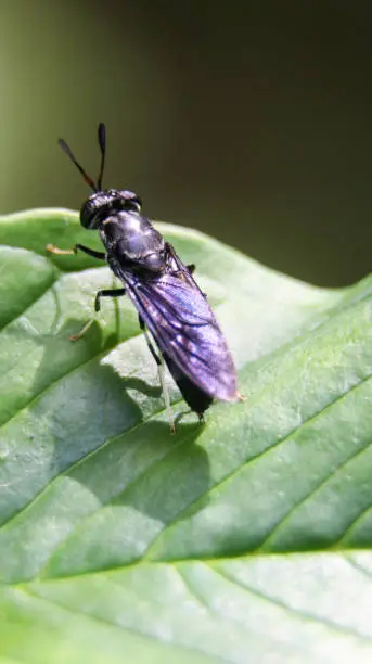 Photo of black soldier fly