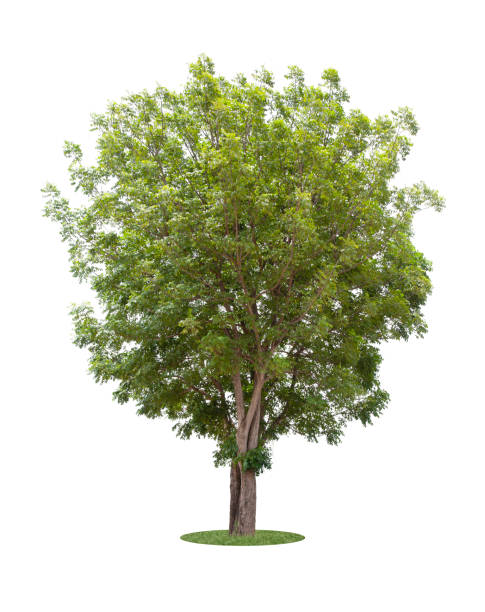 istock The freshness big green tree isolated 1344574990