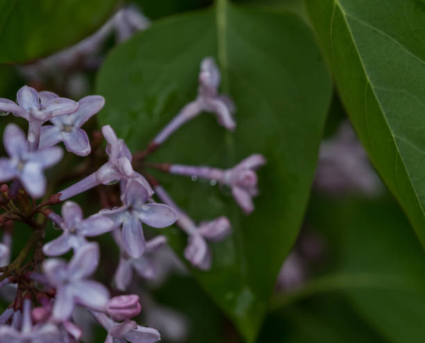 istock Common Lilac closeup in Neunkirchen Germany at spring 1344575016