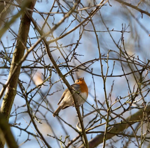 A robin sits on a tree in jena at spring
