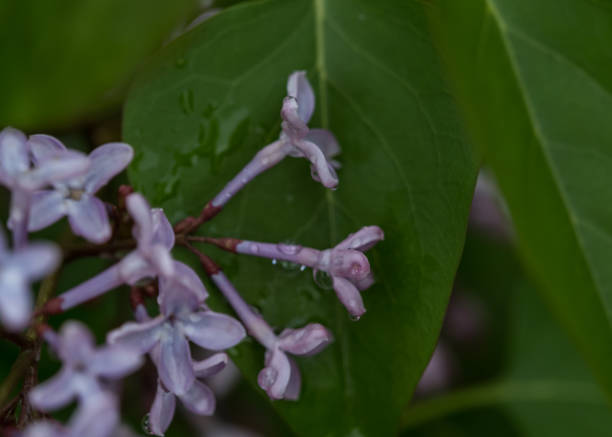Common Lilac closeup in Neunkirchen Germany at spring