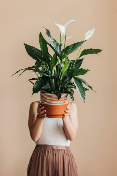 Anonymous Caucasian Woman Holding a Potted Plant, Covering her Face (Studio Shot) An unrecognizable young woman standing against a beige wall and holding a house plant in front of her face green fingers stock pictures, royalty-free photos & images