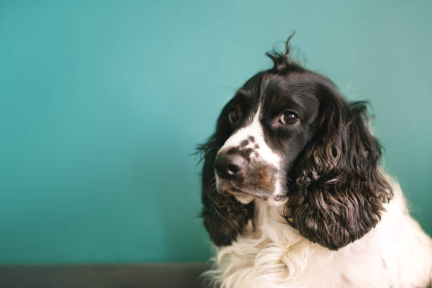 istock Black and white Russian Spaniel sitting on green baclground. 1344575981