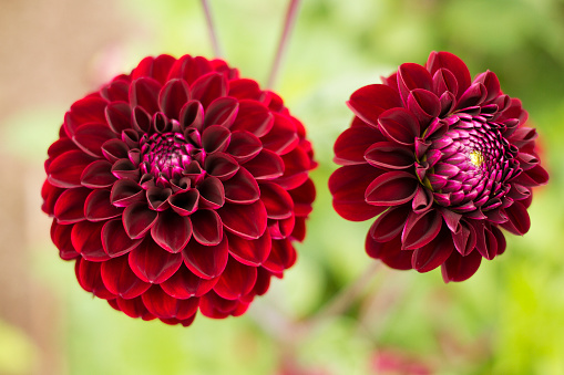 dahlia flowers with floral background in a sunny day.