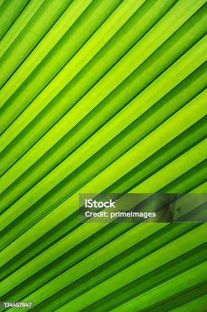 Jasny Zielony Liść Palmowy Tekstura - zdjęcia stockowe i więcej obrazów Abstrakcja - Abstrakcja, Australijski Outback, Bez ludzi